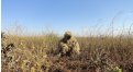 Маскировочный халат Taganrog Друид – купить по цене 3500 руб. в интернет-магазине в городе Ростов-на-Дону картинка 17